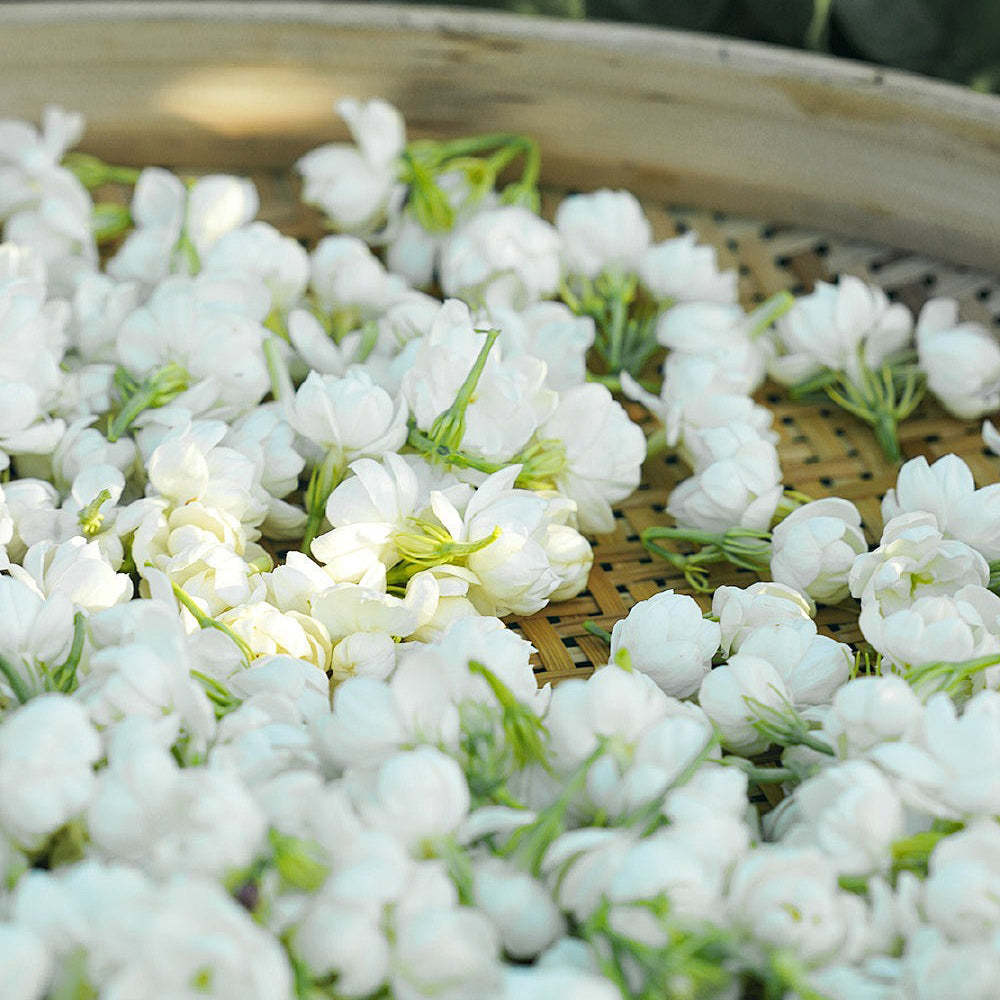 Double Jasmine Seeds