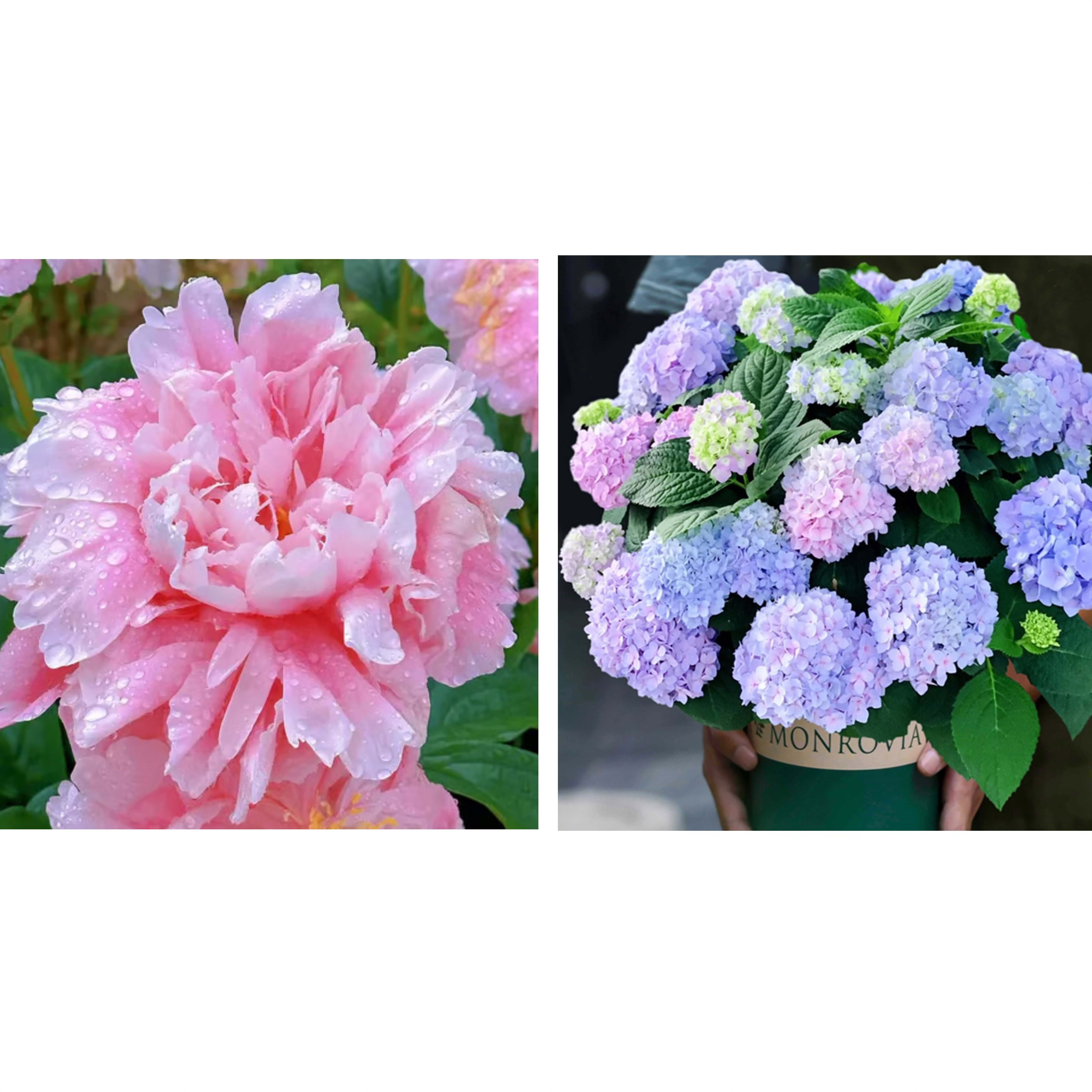 🔥🌺THE QUEEN OF FLOWERS—DOUBLE PETALED PIANI