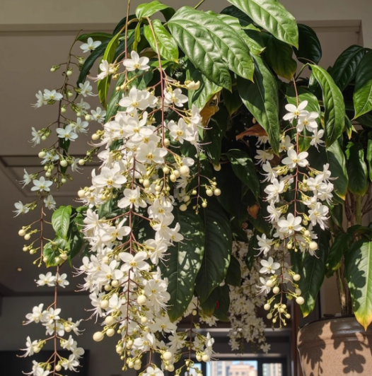 🌸Winter-Friendly Hanging Jasmine—Dreamy Indoor Flower🌿❄️