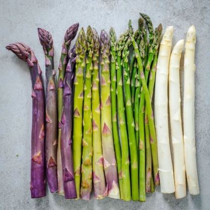 FOUR SEASONS ASPARAGUS MARY WASHINGTON SEEDS