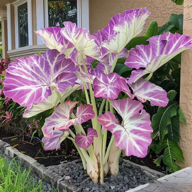 🌱 Exotic Rare Leaf Seeds 🏡 Transform Your Garden into a Masterpiece