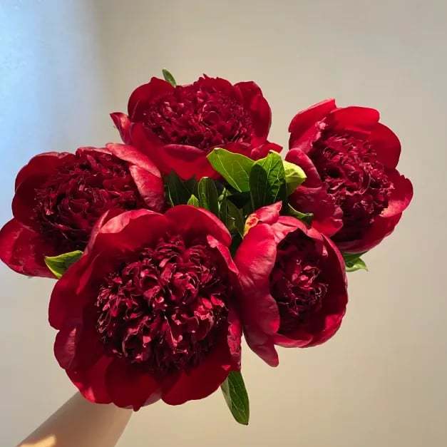 🔥🌺THE QUEEN OF FLOWERS—DOUBLE PETALED PIANI