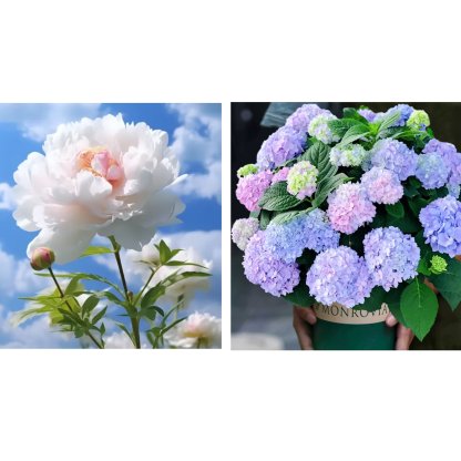 🔥🌺THE QUEEN OF FLOWERS—DOUBLE PETALED PIANI