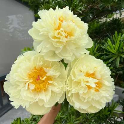 🔥🌺THE QUEEN OF FLOWERS—DOUBLE PETALED PIANI