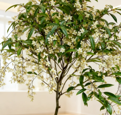 🌸Winter-Friendly Hanging Jasmine—Dreamy Indoor Flower🌿❄️