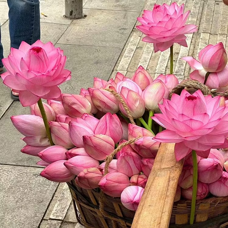 💐The Sacred Bonsai Bowl Lotus Flower Seeds
