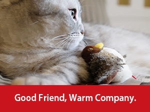 cat toys interactive