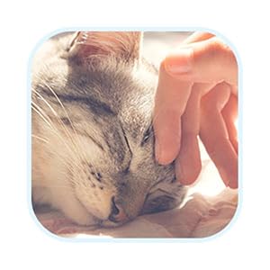 Image of cat tents for indoor cats.