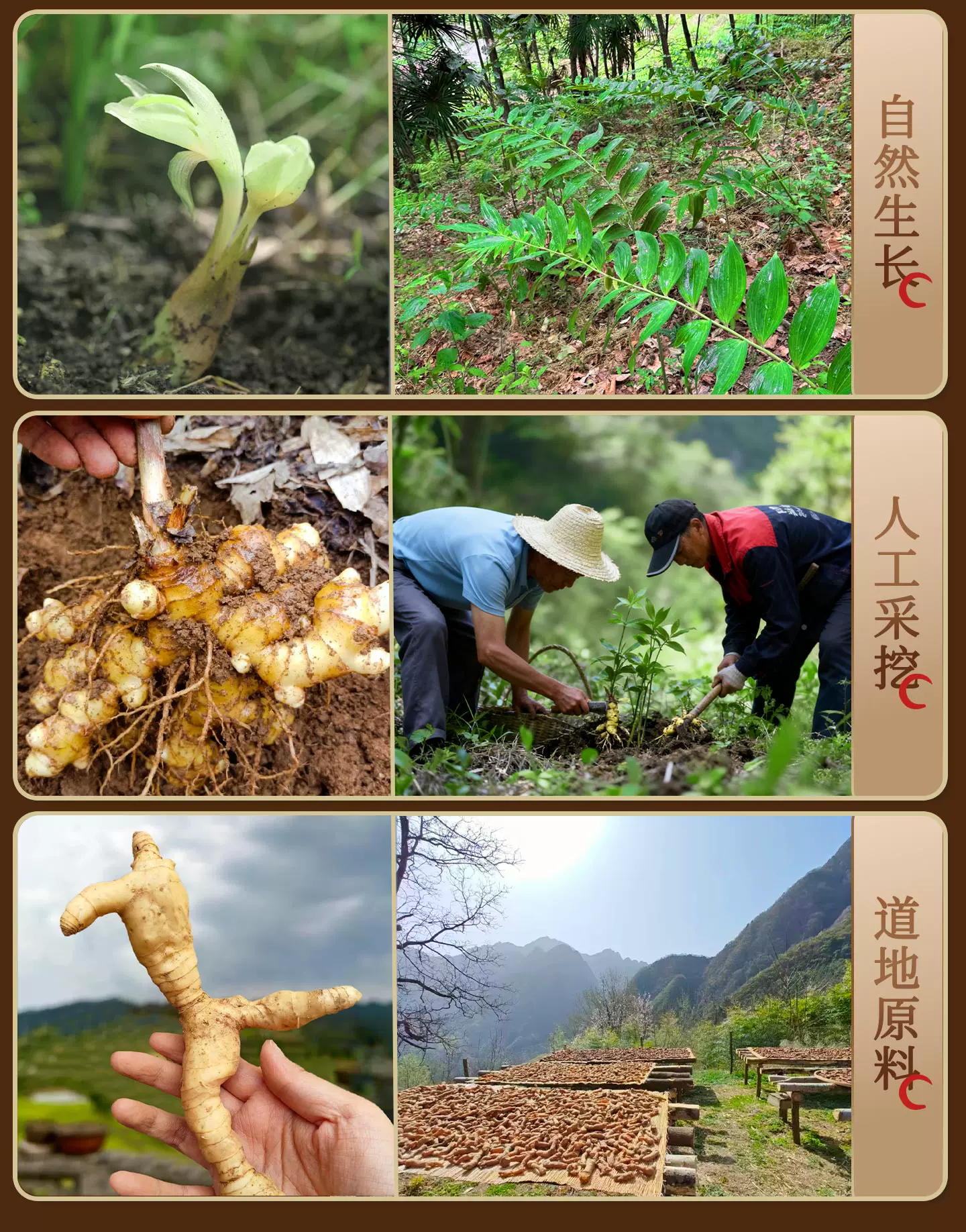 Nine-times processed Polygonatum