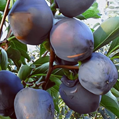 【Croissance garantie à 100% 】Plant de kaki 'Perle Noire Chocolat' résistant au froid – Le fruit divin dans votre jardin ! 🍫✨