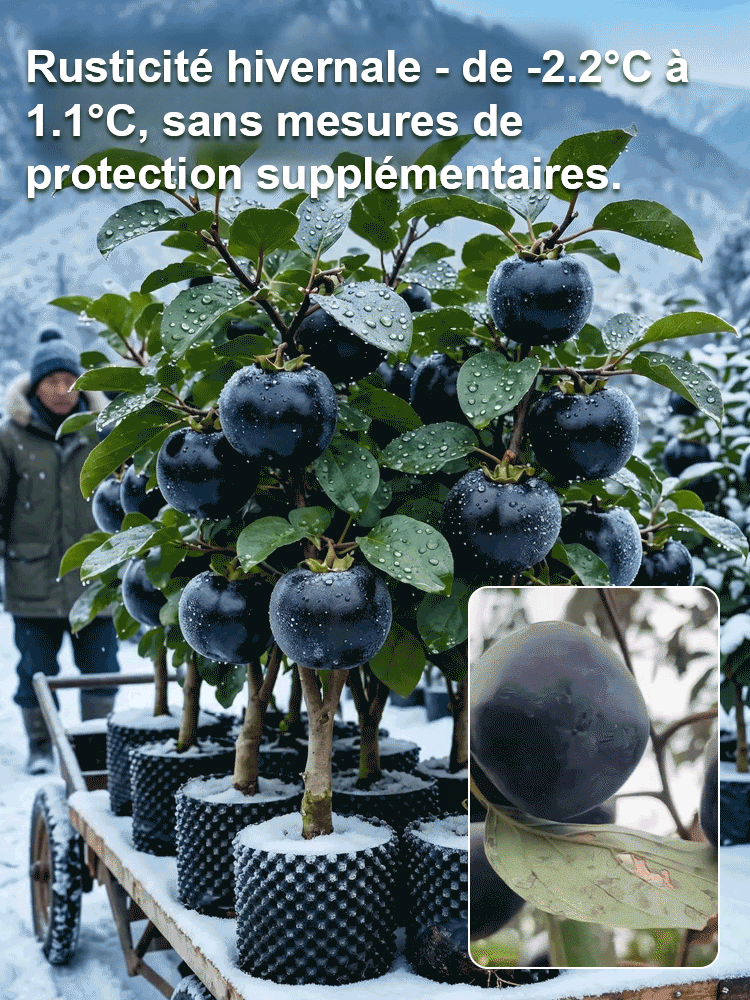 【Croissance garantie à 100% 】Plant de kaki 'Perle Noire Chocolat' résistant au froid – Le fruit divin dans votre jardin ! 🍫✨