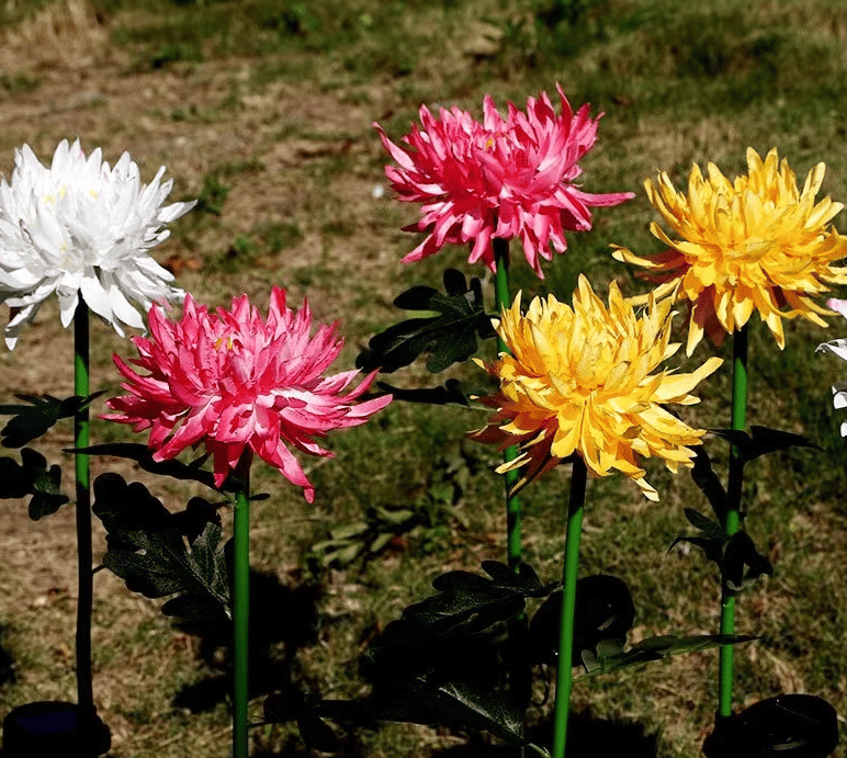 Last Day Promotion 49% OFF - 31.5" Chrysanthemum Solar Garden Stake LED