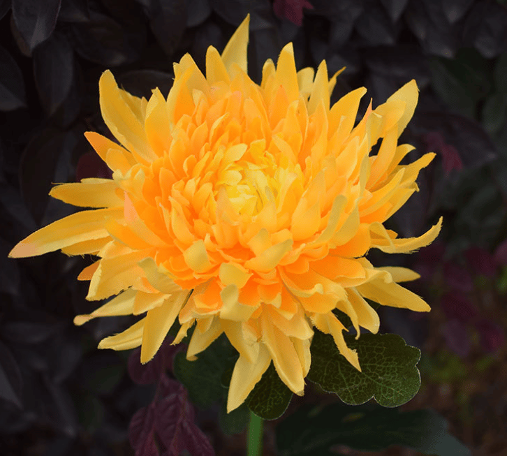 Last Day Promotion 49% OFF - 31.5" Chrysanthemum Solar Garden Stake LED