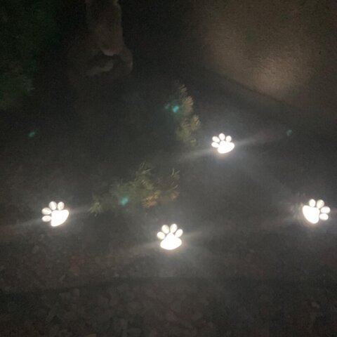 Solar paw lights for pet lovers🐾