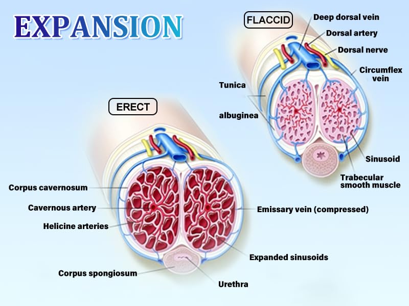 2026 Precision Vacuum Enlarger for Men — A Progressive Training System Built for Controlled Growth and Lasting Confidence