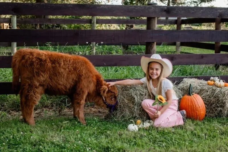 Highland Cow Advent Calendar 2026