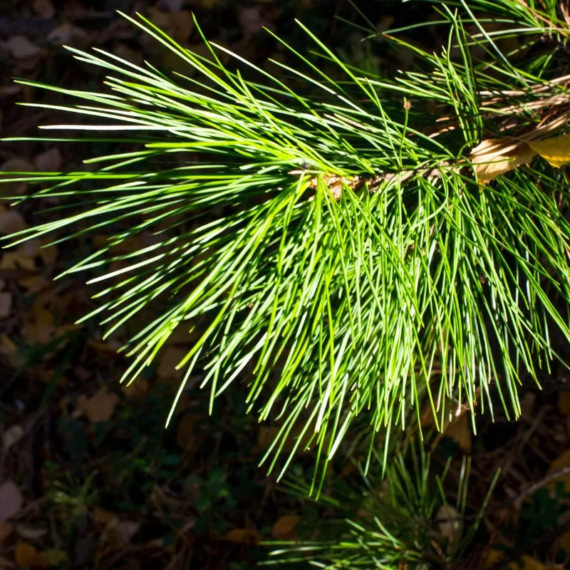 CEDARWOOD SCENT BRACELETS 