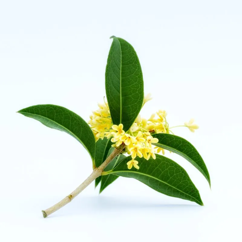 OSMANTHUS SCENT BRACELETS 