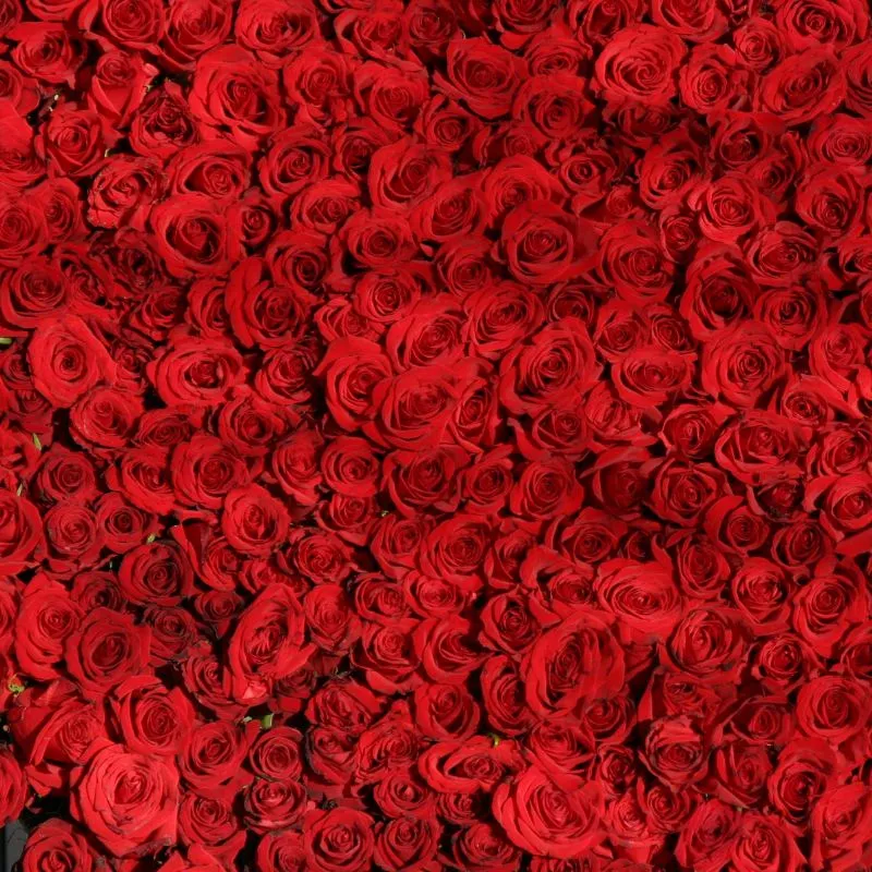 ROSE SCENT BRACELETS 