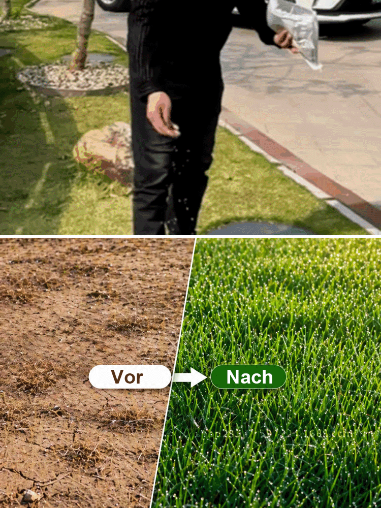 JS-[99 % Keimrate in 7 Tagen] Grassamen verschiedener Sorten.Üppiges Grün das ganze Jahr über