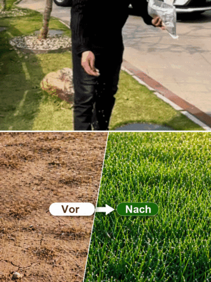 JS-[99 % Keimrate in 7 Tagen] Grassamen verschiedener Sorten.Üppiges Grün das ganze Jahr über
