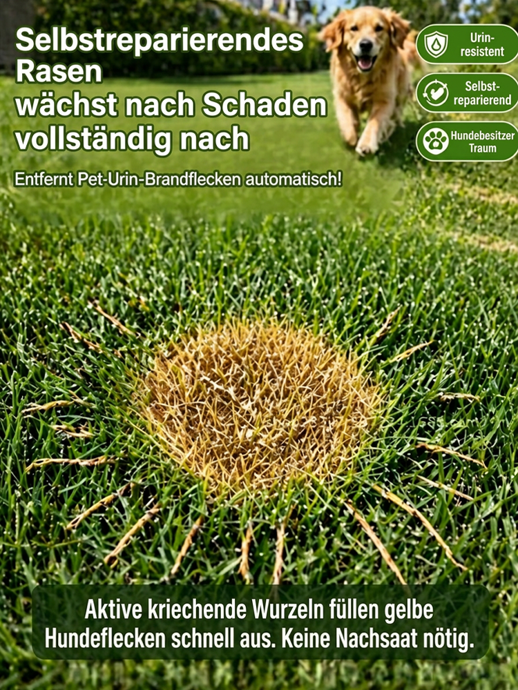 JS-[99 % Keimrate in 7 Tagen] Grassamen verschiedener Sorten.Üppiges Grün das ganze Jahr über