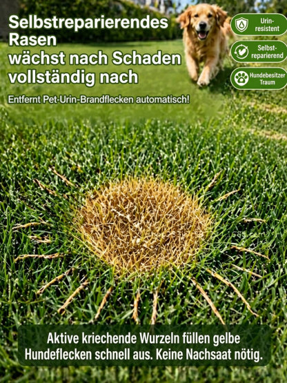 JS-[99 % Keimrate in 7 Tagen] Grassamen verschiedener Sorten.Üppiges Grün das ganze Jahr über