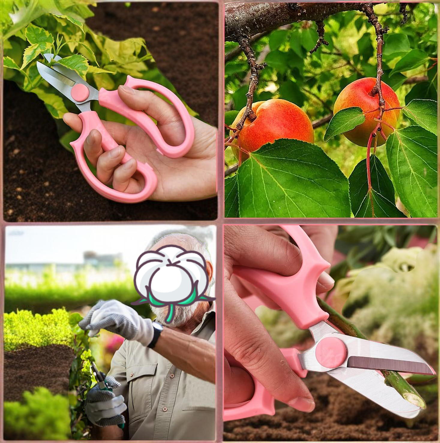 Bonsai tree being pruned with gardening scissors