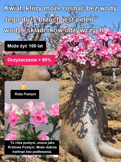 [Żyj 100 lat w wodzie] Cebule róży pustynnej