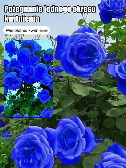 Nasiona Blue Enchantress