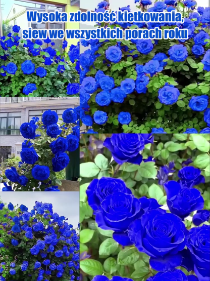 Nasiona Blue Enchantress