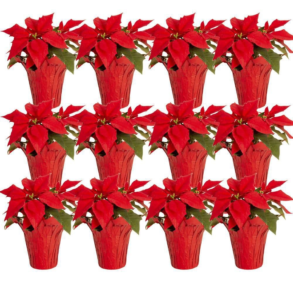 Fresh Red Poinsettia Indoor Plant with 1 Pt. Red Pot Cover, Avg. Shipping Height 10 in Tall (Live 12-Pack)