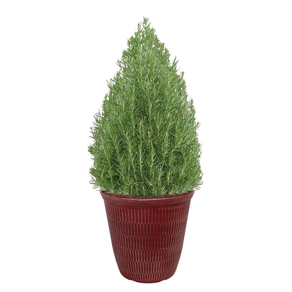 2 Gal. Rosemary Evergreen Holiday Plant in Decorative Red Pot with Pale Blue to White Flowers
