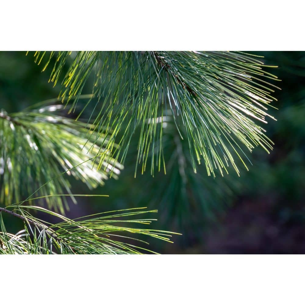 25 ft. Live White Pine Holiday Garland for Christmas Decoration