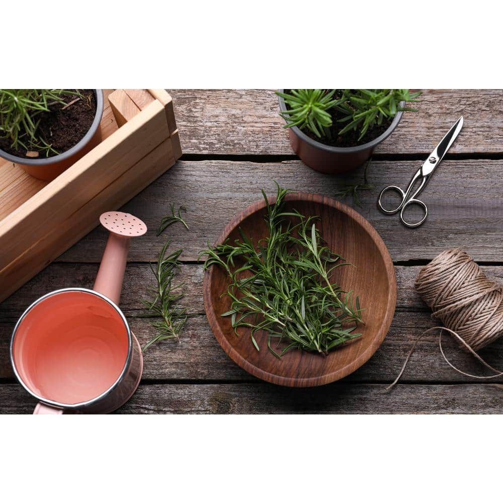 1 Gal. Rosemary Tree Live Holiday Plant in Red Pot