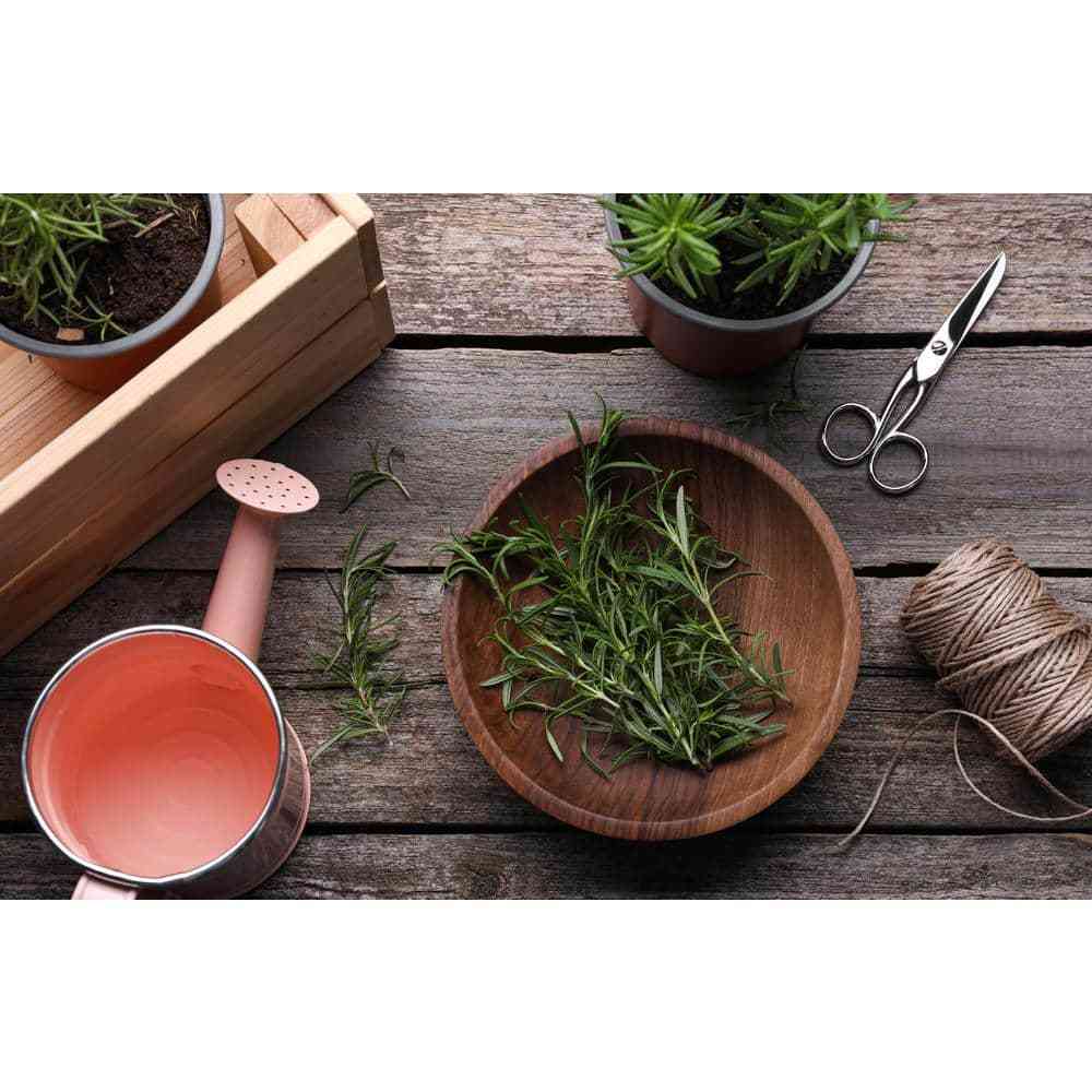 1 Gal. Rosemary Tree Live Holiday Plant in Red Pot