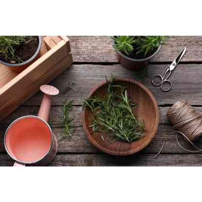 1 Gal. Rosemary Tree Live Holiday Plant in Red Pot