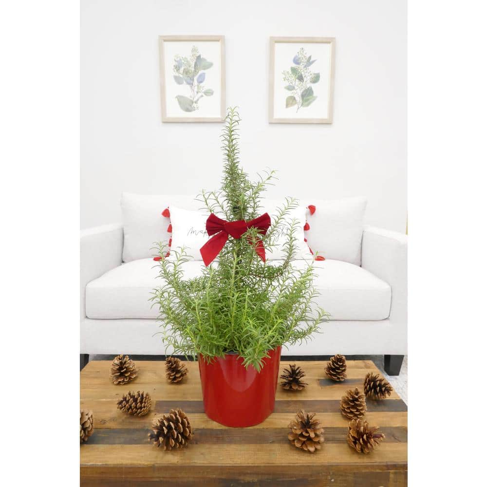 1 Gal. Rosemary Tree Live Holiday Plant in Red Pot