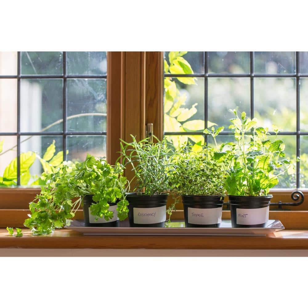 1 Gal. Rosemary Tree Live Holiday Plant in Red Pot