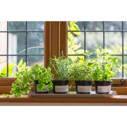 1 Gal. Rosemary Tree Live Holiday Plant in Red Pot