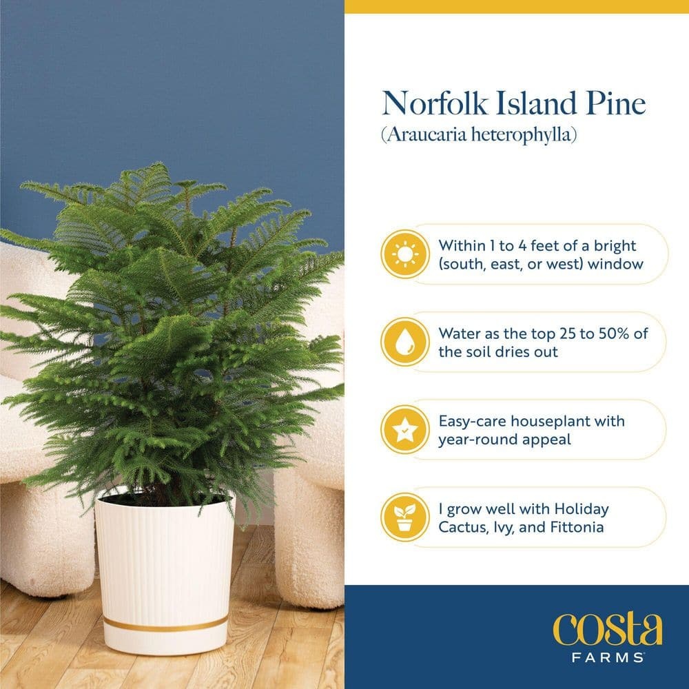 Norfolk Island Pine Indoor Holiday Plant in 10 in. 2-Tone Decor Pot, Avg. Shipping Height 3 ft. Tall