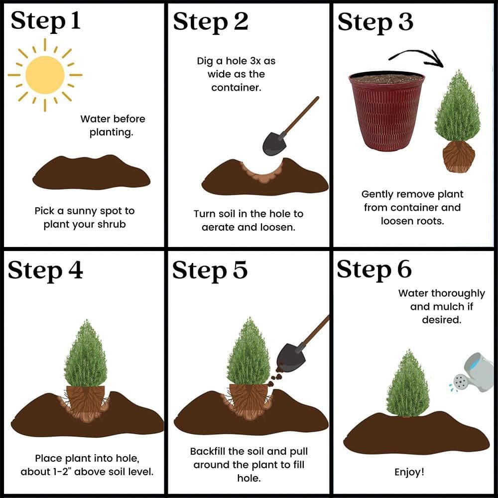 2 Gal. Rosemary Evergreen Holiday Plant in Decorative Red Pot with Pale Blue to White Flowers