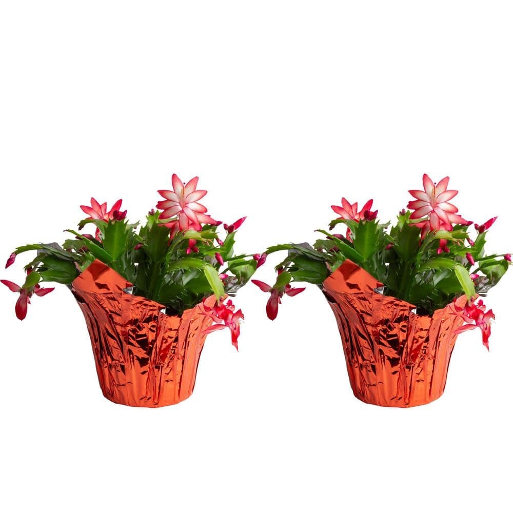 Grower's Choice Holiday Christmas Cactus in 6 in. Decor Pot Cover, Avg. Shipping Height 10 in. (2-Pack)