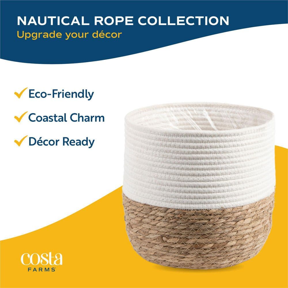 Norfolk Island Pine Indoor Holiday Plant in 10 in. 2-Tone Decor Pot, Avg. Shipping Height 3 ft. Tall