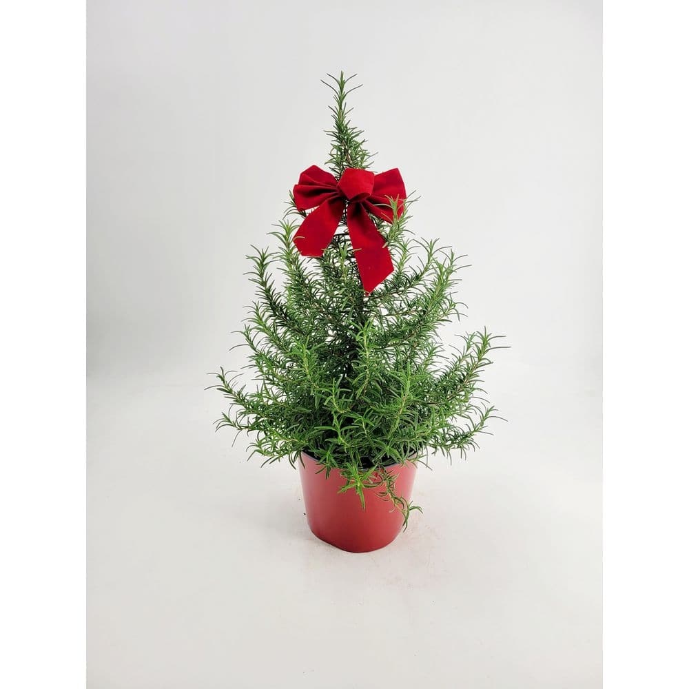 1 Gal. Rosemary Tree Live Holiday Plant in Red Pot
