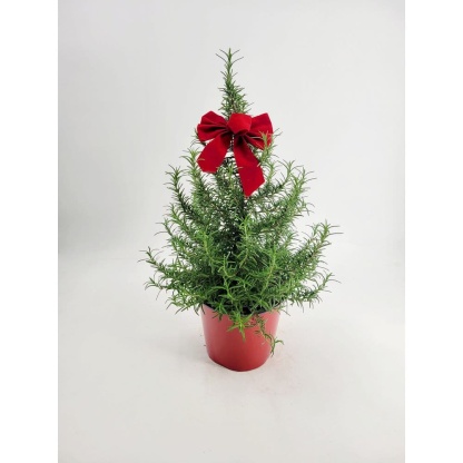 1 Gal. Rosemary Tree Live Holiday Plant in Red Pot