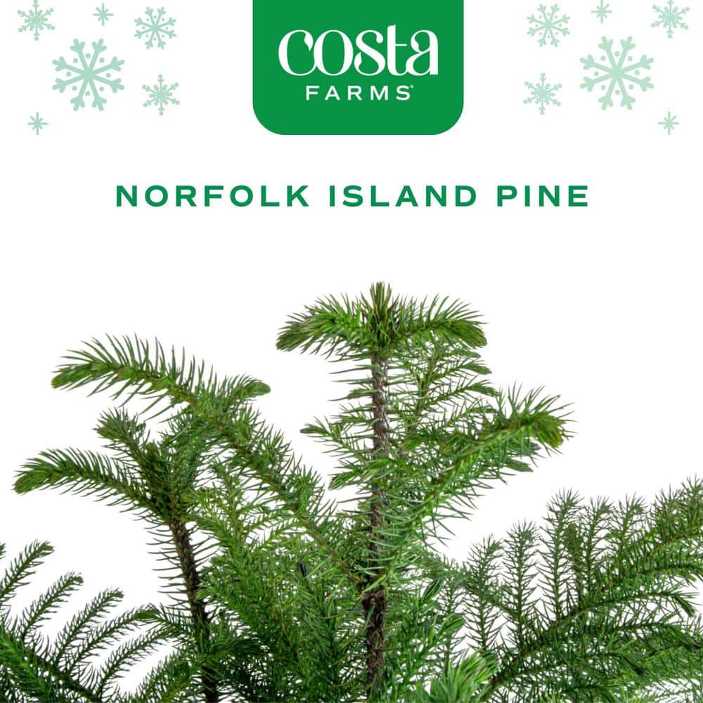 Norfolk Island Pine Indoor Holiday Plant in 10 in. 2-Tone Decor Pot, Avg. Shipping Height 3 ft. Tall
