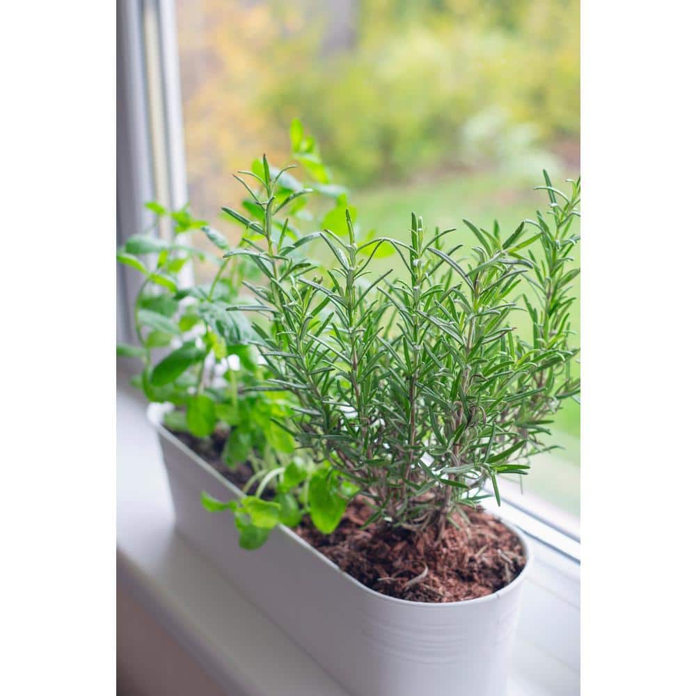 1 Gal. Rosemary Tree Live Holiday Plant in Red Pot