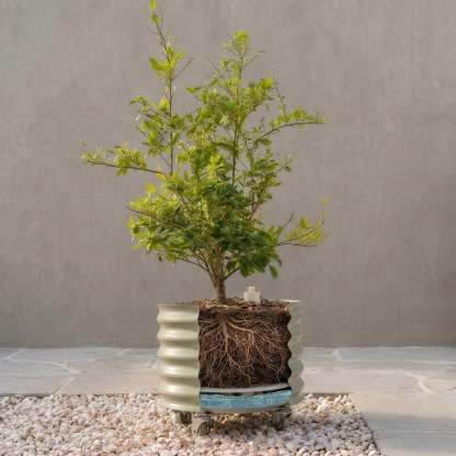 Self-Watering Rolling Citrus Tree Planter - 30 Gallon