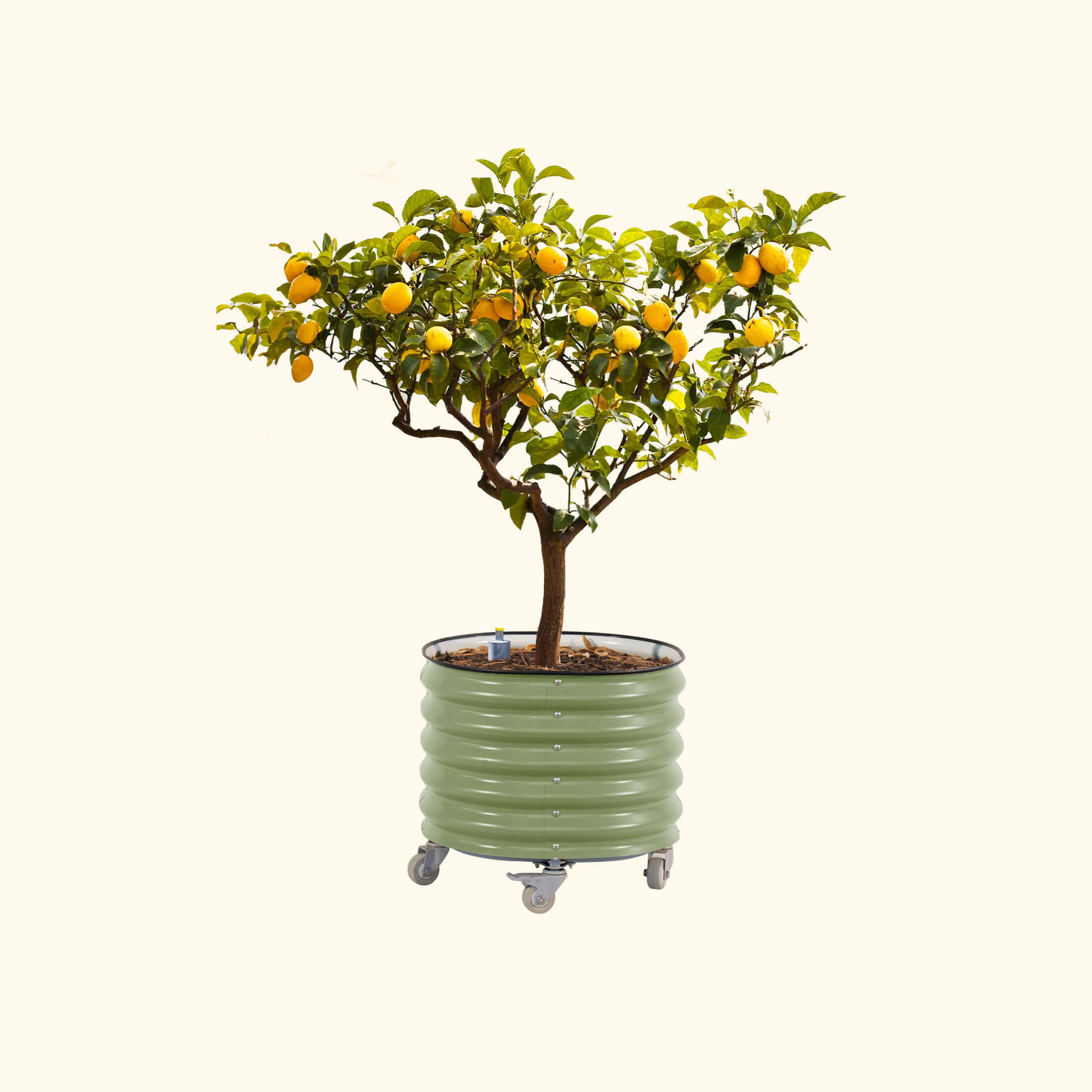 Self-Watering Rolling Citrus Tree Planter - 30 Gallon